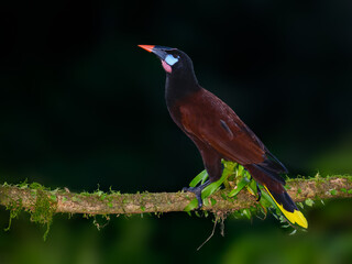 Montezuma Oropendola portrait on mossy stick  against dark green background