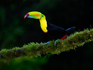 Keel-billed Toucan portrait on mossy stick against dark green background