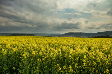 Obraz premium Summer Landscape with Rape Field on the Background of Beautiful. Deutchland.