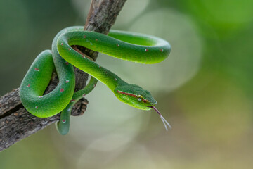 Fototapeta premium A male wagler's temple pit viper Tropidolaemus wagleri hanging on a branch with defensive pose using bokeh background 