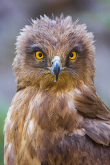 Eagle Close Up Portrait. High quality photo