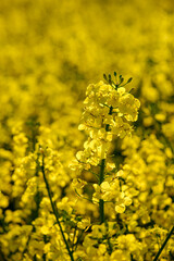 Flowering oilseed rape crop in field. Blooming canola flowers. Rapeseed in agricultural field in summer, close up.