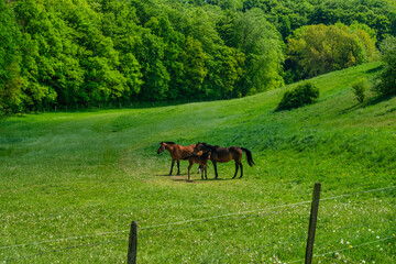 Plakat Horses grazing on hillside meadow