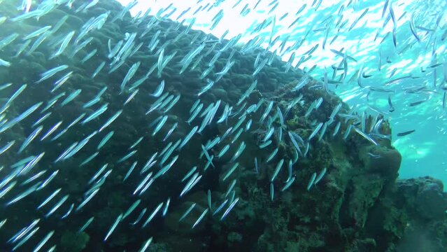 A large school of small fish Hardyhead Silverside (Atherinomorus lacunosus) sharply changes the speed and direction of its movement.