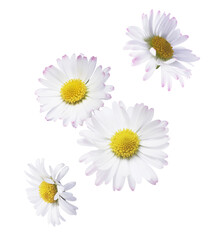 A beautiful white daisy or chamomile flower