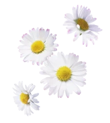 Schilderijen op glas A beautiful white daisy or chamomile flower © Agave Studio