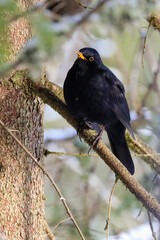 Blackbird