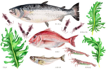 鳥取県四季の県魚（春）手描き水彩画