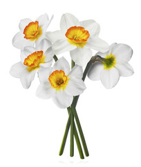 A beautiful white nascissus flower falling in the air isolated