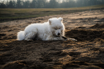 The wet Samoyed dog sits on the beach and gnaws a piece of wood