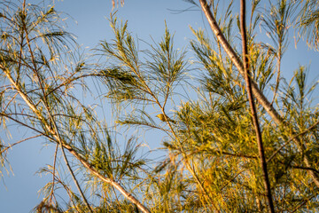 Pájaro posado en un árbol, isla de Tenerife.