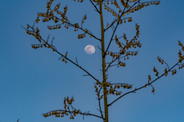 Luna en el municipio del Puerto de la Cruz, isla de Tenerife.