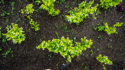 Green plants for Spring background