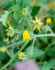 Yellow flowers of flowering tomatoes in a greenhouse in spring