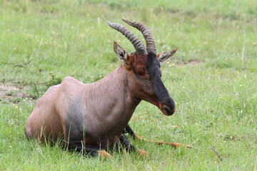 Naklejka na ściany i meble Topi antelope scratching his head with his hind leg