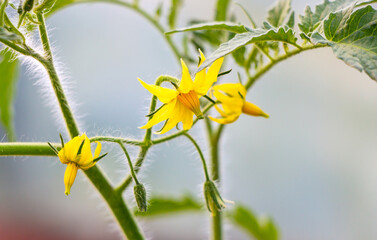 Yellow flowers of flowering tomatoes in a greenhouse in spring