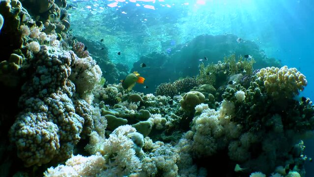 Picturesque scene: coral reef, sun rays and bright Orange-lined triggerfish (Balistapus undulatus).