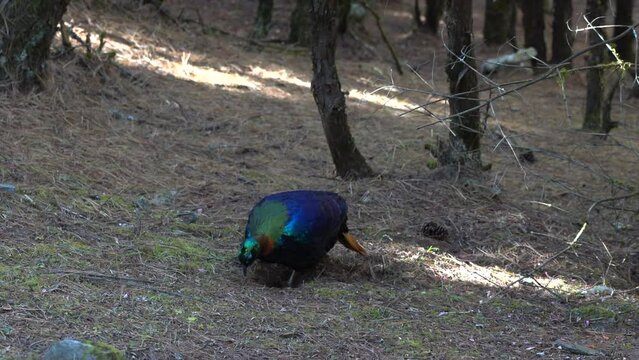 A Himalayan Monal or Daphne getting its morning meal by scratching in the pines needles and dirt.