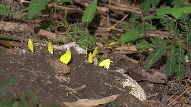 Multiple Eurema Hecabe Looking For Minerals On a Muddy Dry Pond - close up