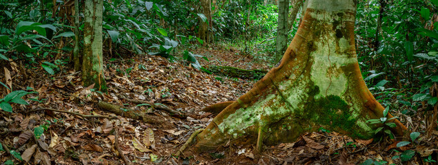 Marantaceae forest interior. Odzala-Kokoua National Park. Cuvette-Ouest Region. Republic of the...