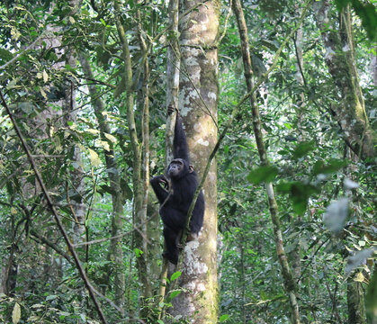 Chimpanc&eacute; en la jungla