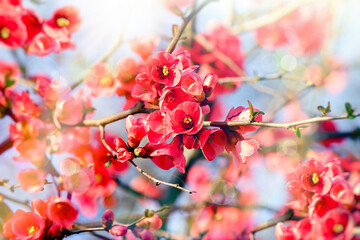 Beautiful nature in spring, blossoming branches lit by the sun, flowering fruit tree, blossom in spring - 571202902