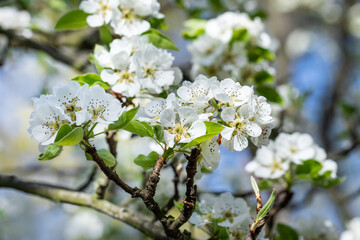 cherry blossoms blooming on the tree in spring