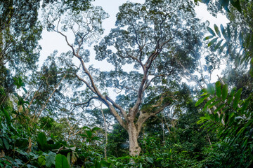 Marantaceae forest interior. Odzala-Kokoua National Park. Cuvette-Ouest Region. Republic of the Congo