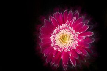 Digital painting of a pink sunlit Barberton Daisy against a dark background, using a shallow depth of field.