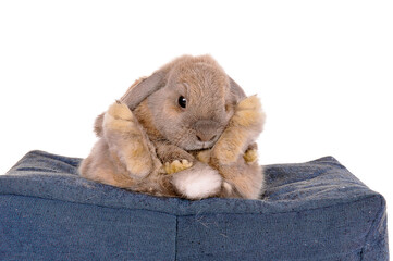 Long eared bunny rabbit
