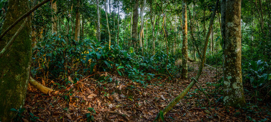 Marantaceae forest interior. Odzala-Kokoua National Park. Cuvette-Ouest Region. Republic of the...