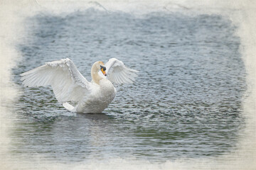 Fototapeta na wymiar Mute Swan, Cygnus olor digital watercolour painting with wings spread on a pond.