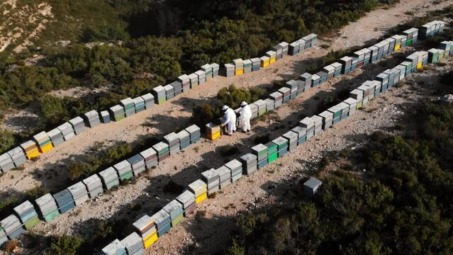 Bees attack drone filming beekeepers collecting honey from bee hives
