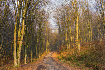 Picturesque forest road in autumn evening