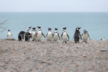 Magellanic penguins at the beach of Cabo Virgenes at kilometer 0 of the famous Ruta40 in southern Argentina, Patagonia, South America 