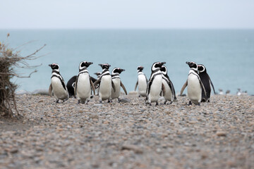 Obraz premium Magellanic penguins at the beach of Cabo Virgenes at kilometer 0 of the famous Ruta40 in southern Argentina, Patagonia, South America 