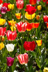 Fototapeta premium Bunt blühendeTulpen, (Tulipa), Blumenbeet, Deutschland