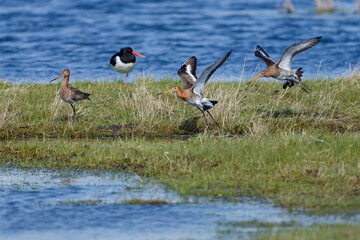 Black-tailed godwit