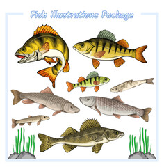 Collection of different types of fish package 