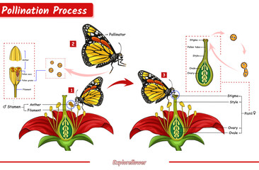 The process of pollinating plants by butterflies - obrazy, fototapety, plakaty