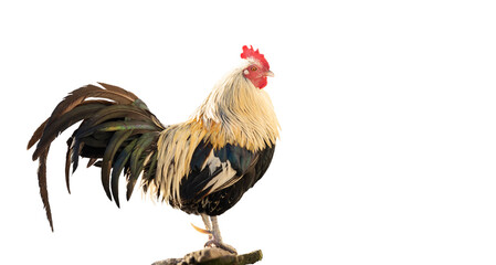 rooster with beautiful plumage isolated on white background