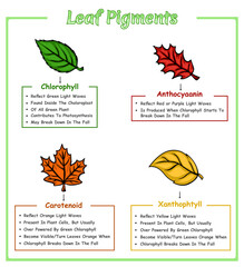 Leaf pigments illustration