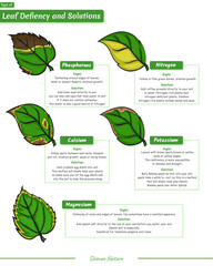 Type deficiencies of leaf illustration