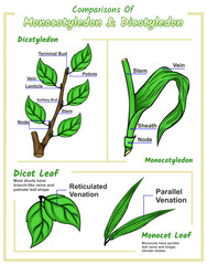 Difference between monocot leaf and dicot leaf