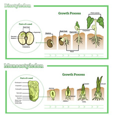 Monocotyledon and Dicotyledon Vector Illustration