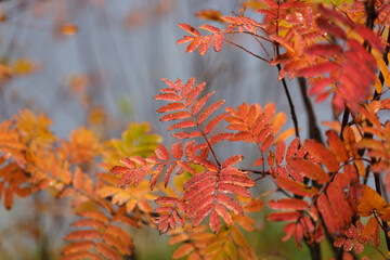 Fall in Lofoten islands, Norway