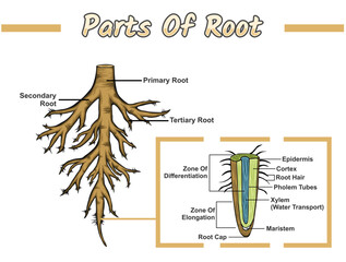 Diagram Parts Of Root Plant and Tree