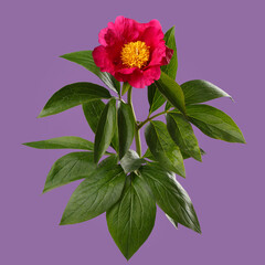 Red peony flower with yellow center isolated on purple background.