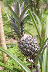 Fototapeta premium Pineapple
