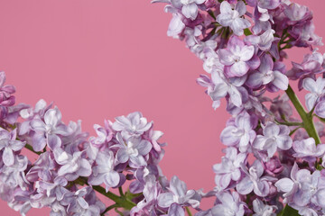 A bunch of lilacs in gentle purple color isolated on a green background.
